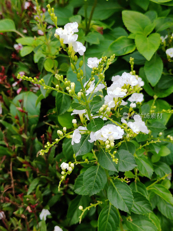 Duranta erecta